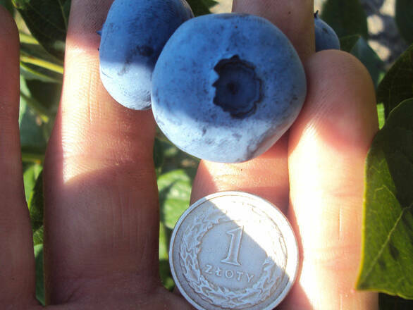  Borówka Amerykańska 'Vaccinium corymbosum' Elizabeth Sadzonka XXL - zdjęcie główne