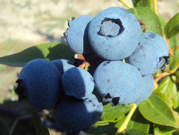  Borówka Amerykańska 'Vaccinium corymbosum' Brigida Sadzonka XXL - zdjęcie główne