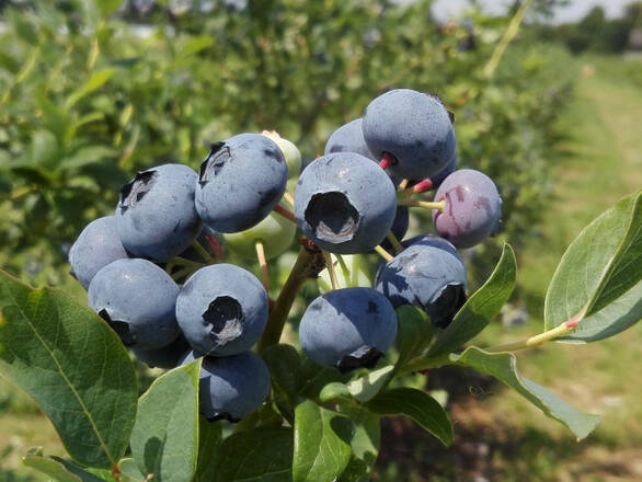  Borówka Amerykańska 'Vaccinium corymbosum' Denise Blue Sadzonka XXL - zdjęcie główne