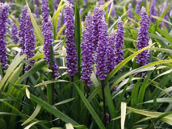  Liriope muscan Ingwersen - zdjęcie główne