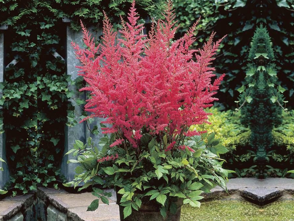  Tawułka arendsa 'Astilbe ardensi' Bunter Zauber - zdjęcie główne