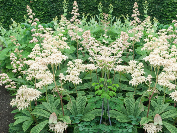  Rodgersja pierzasta - zdjęcie główne