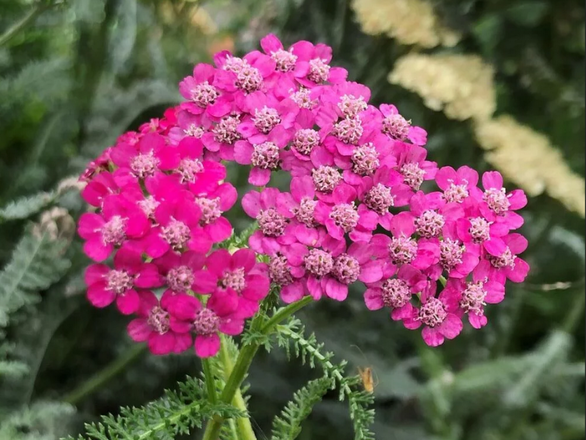  Krwawnik pospolity Cerise Queen - zdjęcie główne