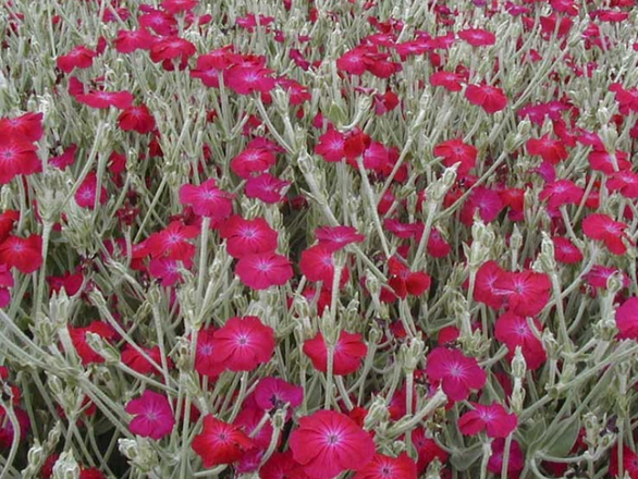  Firletka kwiecista - zdjęcie główne