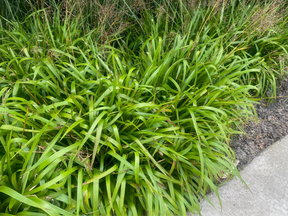  Kosmatka Olbrzymia - zdjęcie główne