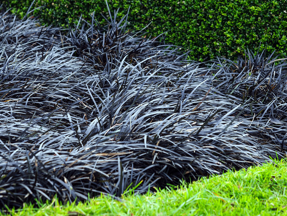  Konwalnik płaskopędowy - zdjęcie główne