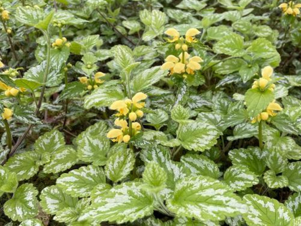  Jasnota gajowiec Florentinum - zdjęcie główne