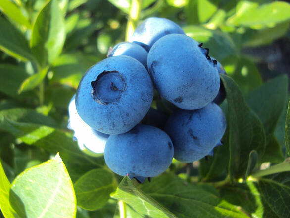  Borówka Amerykańska 'Vaccinium corymbosum' Patriot Sadzonka XXL - zdjęcie główne