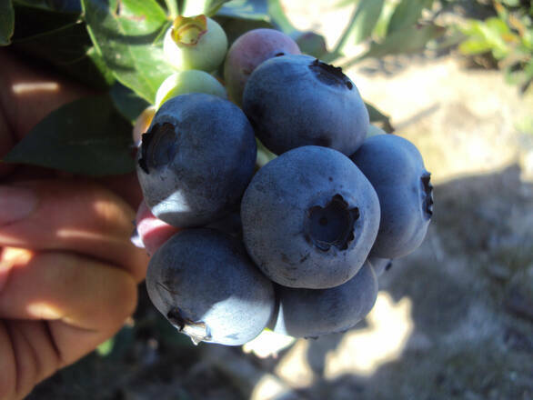  Borówka Amerykańska 'Vaccinium corymbosum' Spartan Sadzonka XXL - zdjęcie główne