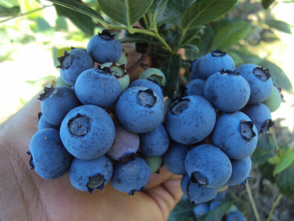  Borówka Amerykańska 'Vaccinium corymbosum' Sunrise Sadzonka XXL - zdjęcie główne