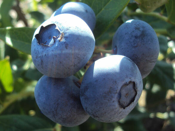  Borówka Amerykańska 'Vaccinium corymbosum' Toro Sadzonka XXL - zdjęcie główne