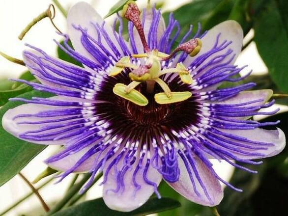  Męczennica 'Passiflora' Purple Haze  - zdjęcie główne