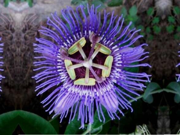  Męczennica 'Passiflora' Victoria - zdjęcie główne