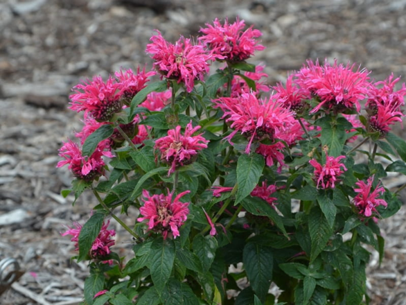  Pysznogłówka ogrodowa  'Monarda' Cambridge scarlet  - zdjęcie główne