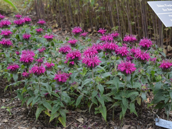  Pysznogłówka ogrodowa  'Monarda' Blue mon - zdjęcie główne
