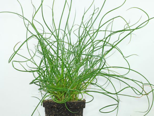  Sit rozpierzchły Spiralis - zdjęcie główne