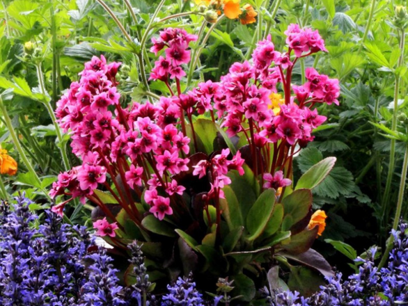  Bergenia 'Bergeniax hybrid' Flirt  PBR   - zdjęcie główne