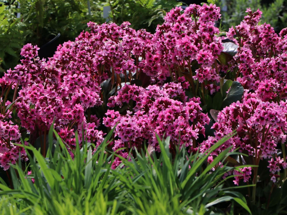  Bergenia 'Bergeniax hybrid' PIMK DRAGONFLY - zdjęcie główne