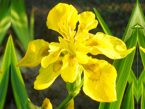  Irys, Kosacies 'Iris pseudacorus' Flore Piano  - zdjęcie główne