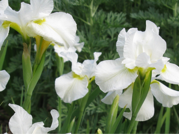  Irys, Kosacies 'Iris pseudacorus' Weiss - zdjęcie główne