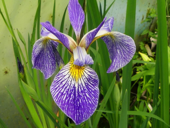  Irys, Kosacies 'Iris pseudacorus' Niebieski - zdjęcie główne