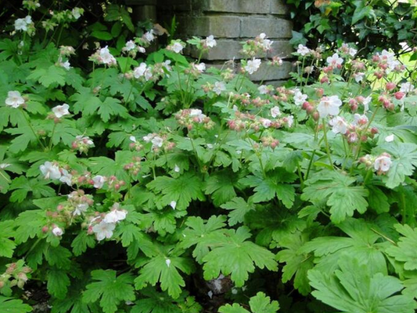  Bodziszek korzeniasty Geranium macrorrhizum' Spessart  - zdjęcie główne