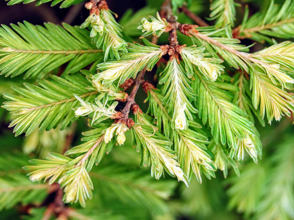  Meta, Sekwoja Na Pniu 'Metasequoia' Schirrmann's Nordlight  - zdjęcie główne