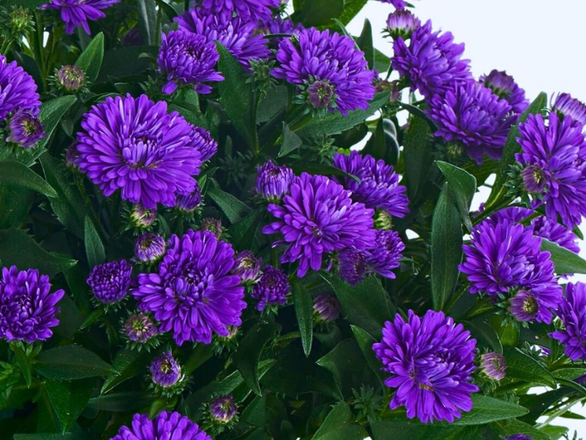  Aster, showmakers 
