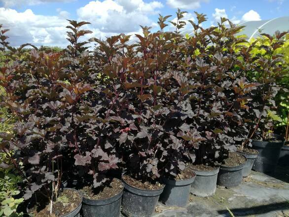  Pęcherznica 'Physocarpus opulifolius' Ametyst - zdjęcie główne