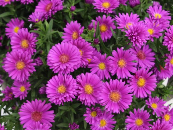  Aster, showmakers 