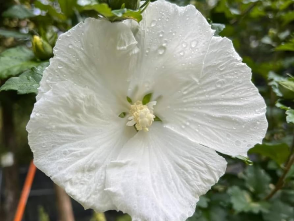  Hibiskus Bagienny 'Hibiscus moscheutos' White angel - zdjęcie główne