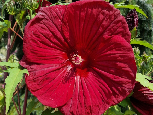  Hibiskus Bagienny 'Hibiscus moscheutos' Burgundy Velvet - zdjęcie główne