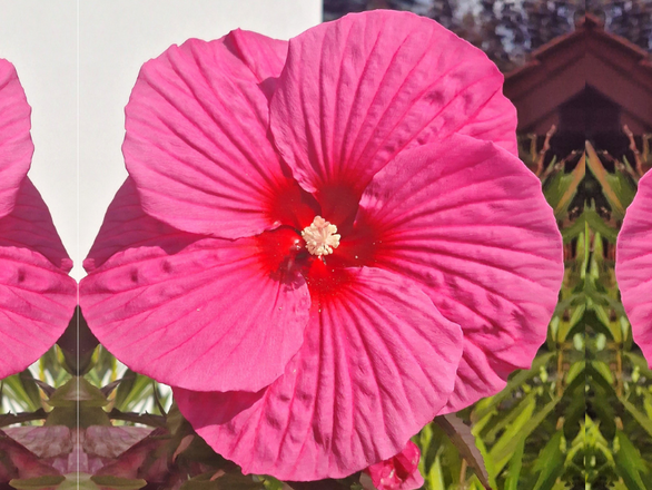  Hibiskus Bagienny 'Hibiscus moscheutos' Pink Chocolate - zdjęcie główne