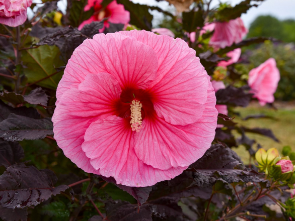  Hibiskus Bagienny 'Hibiscus moscheutos' Pink Jake (just pink)' - zdjęcie główne