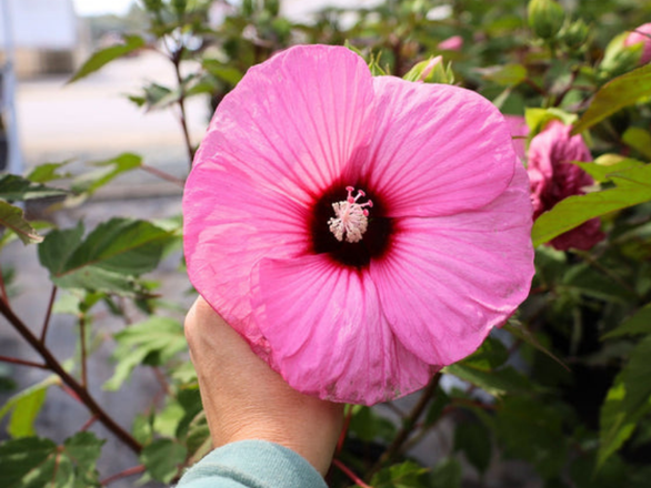  Hibiskus Bagienny 'Hibiscus moscheutos' Candy Crush - zdjęcie główne