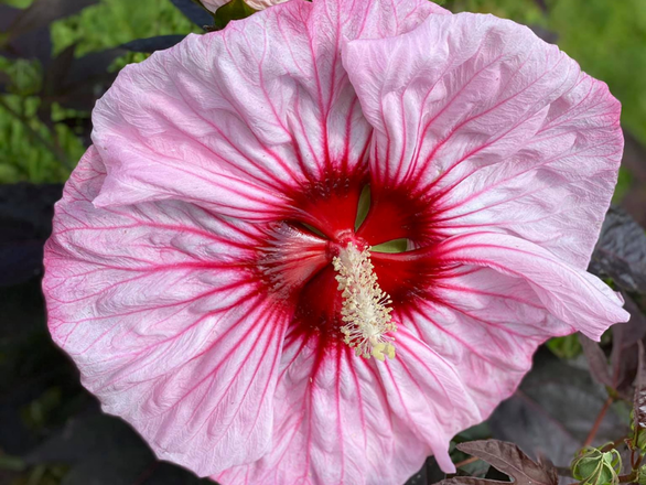  Hibiskus Bagienny 'Hibiscus moscheutos' Cherry choco latte - zdjęcie główne