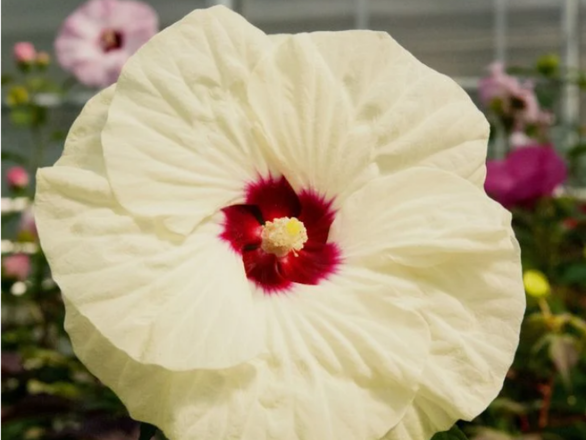  Hibiskus Bagienny 'Hibiscus moscheutos' French Vanilla - zdjęcie główne