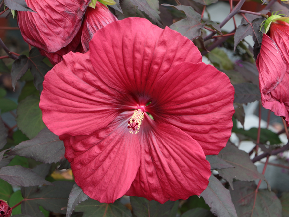  Hibiskus Bagienny 'Hibiscus moscheutos' Holy Grail - zdjęcie główne