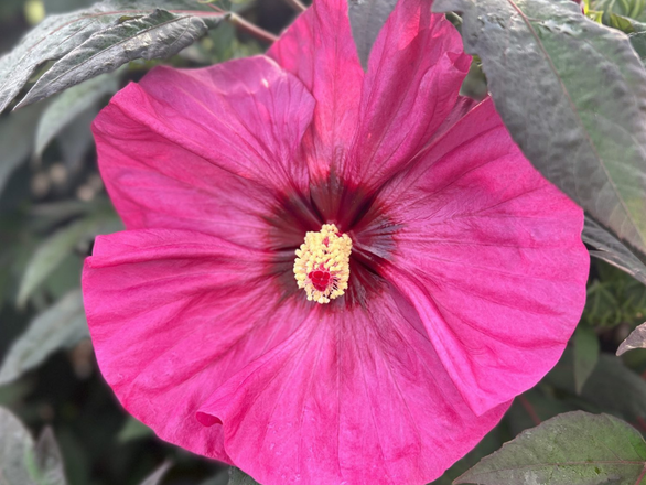  Hibiskus Bagienny 'Hibiscus moscheutos' Watermelon Ruffles - zdjęcie główne