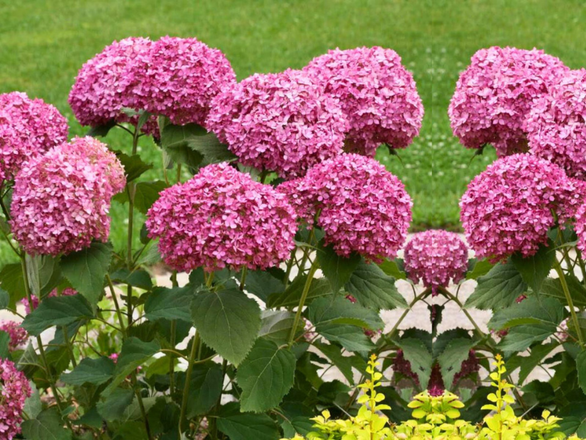  Hortensja Drzewiasta 'Hydrangea arborescens' Pink Annabelle - zdjęcie główne