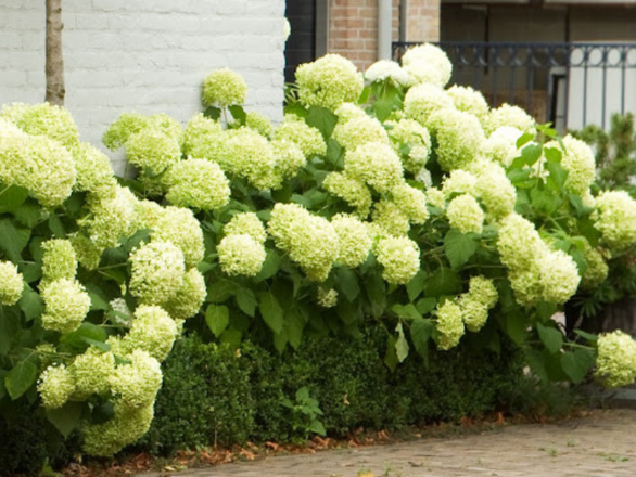  Hortensja Drzewiasta 'Hydrangea arborescens' Strong anabelle - zdjęcie główne