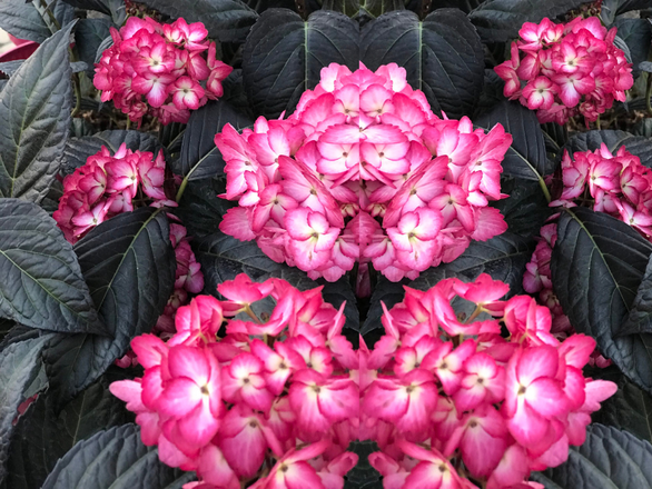  Hortensja Ogrodowa 'Hydrangea macrophylla' Eclipse - zdjęcie główne