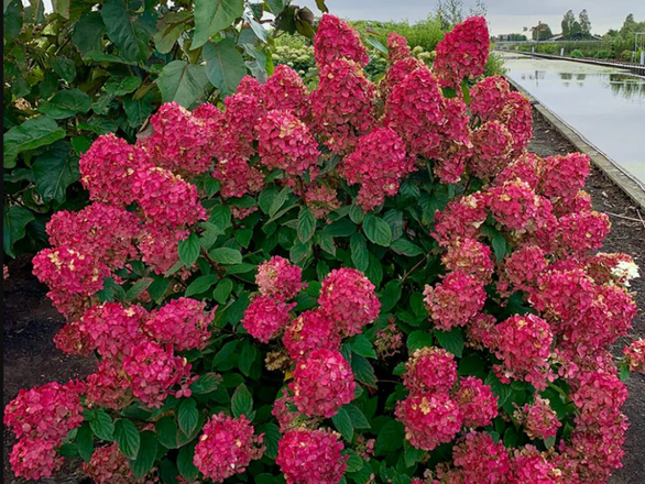  Hortensja Bukietowa 'Hydrangea panikulata' Fire light - zdjęcie główne