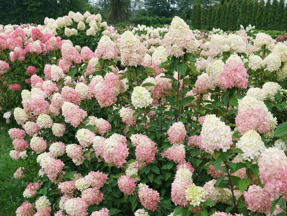  Hortensja Bukietowa 'Hydrangea panikulata' Limelight prime - zdjęcie główne