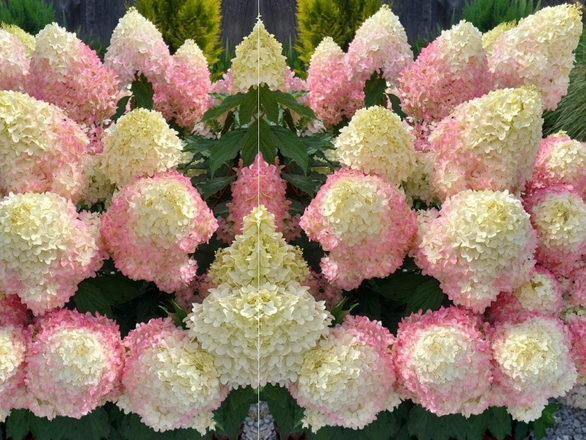  Hortensja Bukietowa 'Hydrangea panikulata' Pinkachu - zdjęcie główne