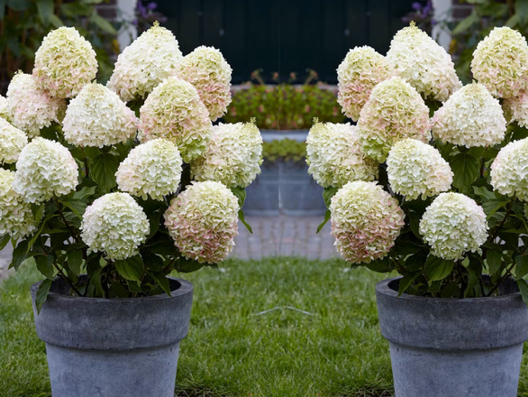  Hortensja Bukietowa 'Hydrangea panikulata' Skyfall - zdjęcie główne