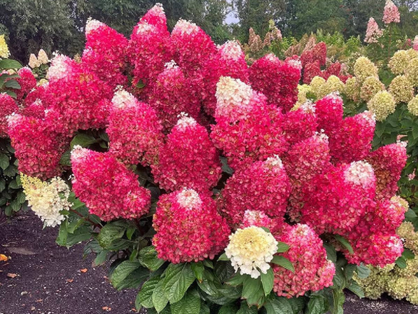  Hortensja Bukietowa 'Hydrangea panikulata' Pettie cherry - zdjęcie główne