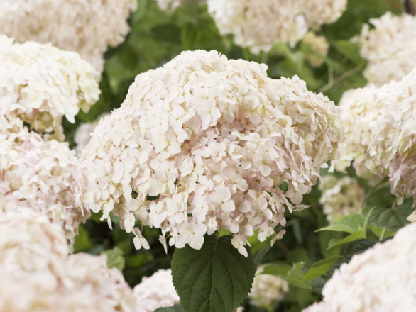  Hortensja Drzewiasta 'Hydrangea arborescens' Marshalmallow - zdjęcie główne