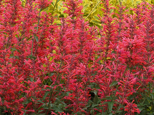  Kłosowiec 'Agastache' Kudos Coral - zdjęcie główne