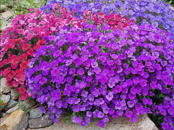  Żagwin 'Aubrieta cultorum' Audrey Purple Shades - zdjęcie główne